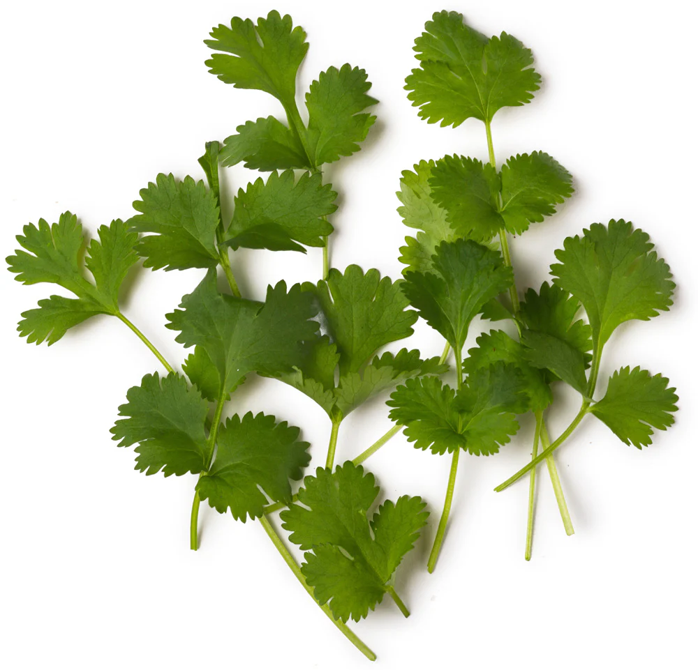 Fresh Coriander Bunch 