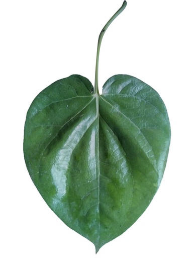 Bengal Pan (Betal Leaf)