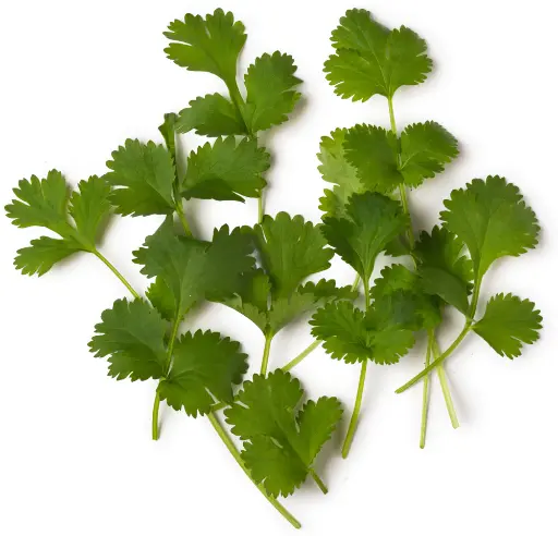 Fresh Coriander Bunch 