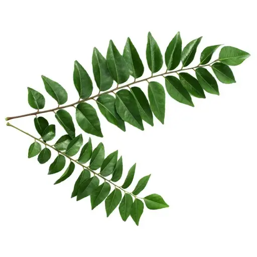 Fresh Curry Leaves 1 bunch 